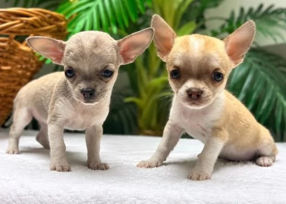 Chihuahua cucciola | Foto 0