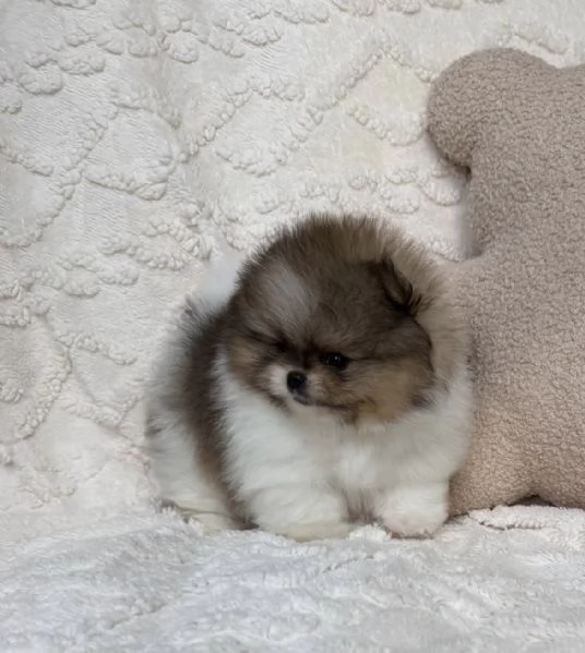 Cuccioli di volpino di pomeriana