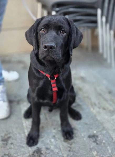 LABRADOR RETRIEVER MASCHIO NERO | Foto 2