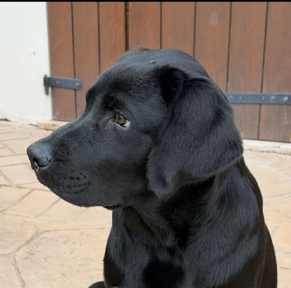 LABRADOR RETRIEVER MASCHIO NERO