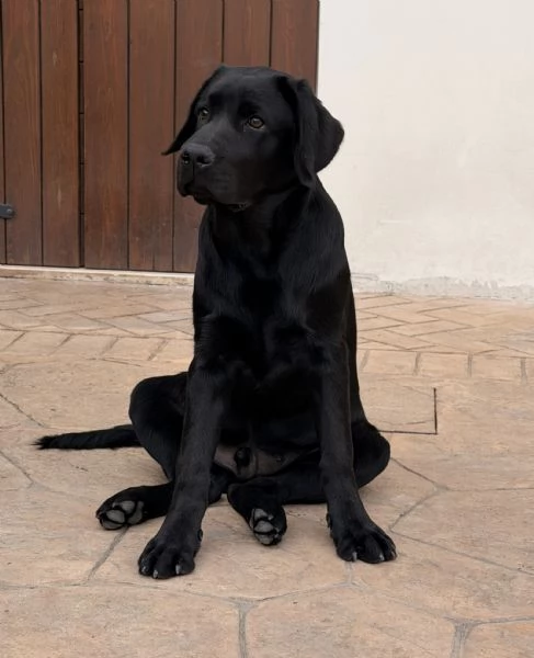 LABRADOR RETRIEVER MASCHIO NERO | Foto 1