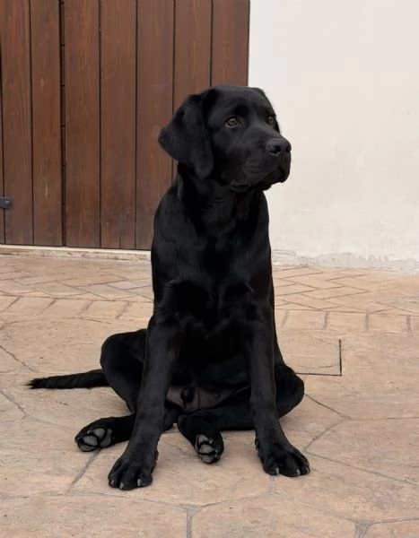 LABRADOR RETRIEVER MASCHIO NERO | Foto 0