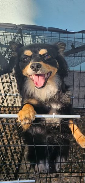 Regalo cane