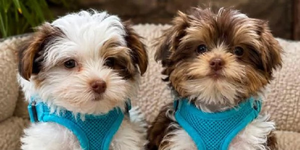 Cuccioli maschio e femmina di Yorkshire in adozione   Bentley e Nokisa in 