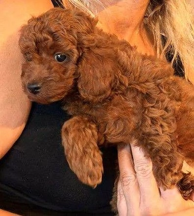 CUCCIOLI DI BARBONCINO TOY ROSSO, ISCRITTI AL KENNEL CLUB (KC) — SOTTOPOSTI A TEST SANITARI — PEDIGR