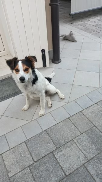 Cucciolo meticcio di 9 mesi cerca una famiglia dinamica 