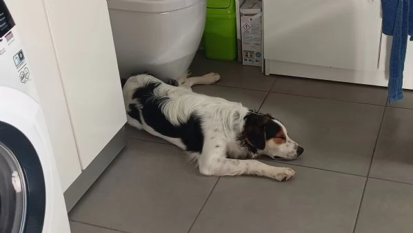 Cucciolo meticcio di 9 mesi cerca una famiglia dinamica  | Foto 0