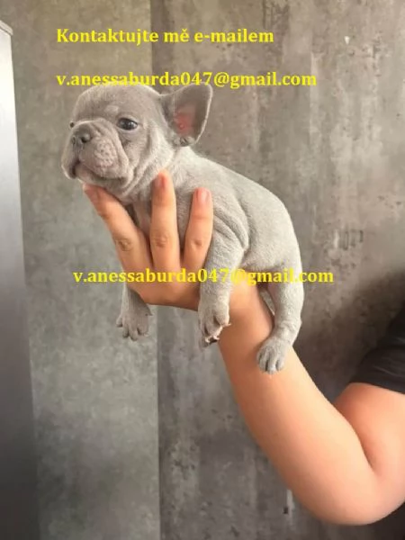 Coileáin Bulldog Francach