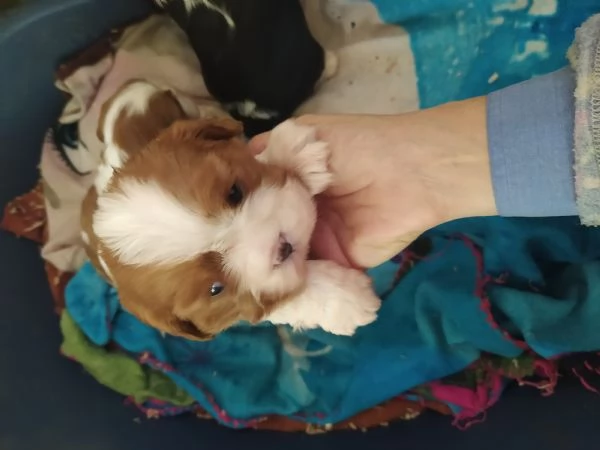 Cavalier king Charles Spaniel cuccioli pedigree 