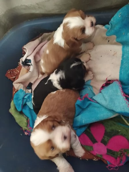 Cavalier king Charles Spaniel cuccioli pedigree  | Foto 2