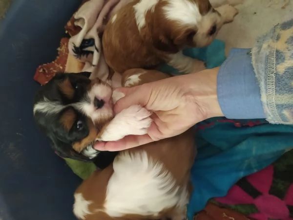 Cavalier king Charles Spaniel cuccioli pedigree  | Foto 1