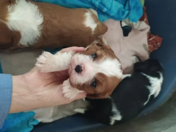 Cavalier king Charles Spaniel cuccioli pedigree  | Foto 0