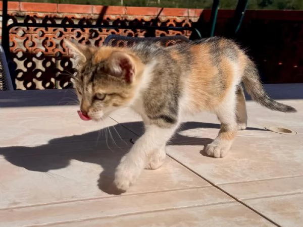 2 bellissime gattine Sciacca/Ribera