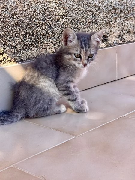 2 bellissime gattine Sciacca/Ribera | Foto 2