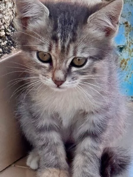2 bellissime gattine Sciacca/Ribera | Foto 1