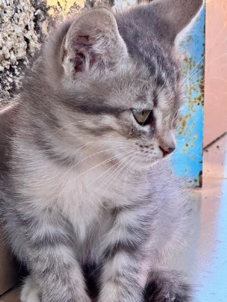 2 bellissime gattine Sciacca/Ribera | Foto 0