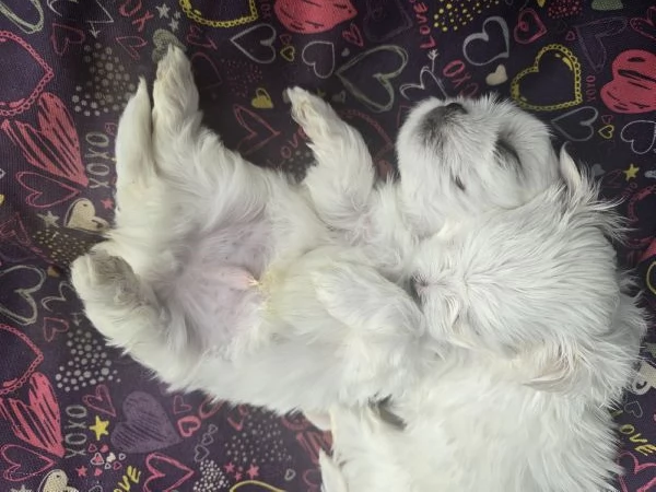 Cucciolo maschietto Maltese  | Foto 3