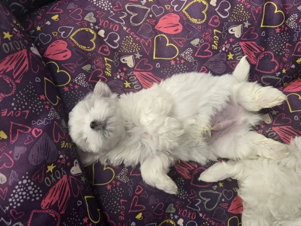 Cucciolo maschietto Maltese  | Foto 1