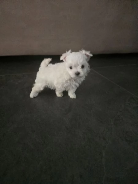 Cucciolo maschietto Maltese  | Foto 0