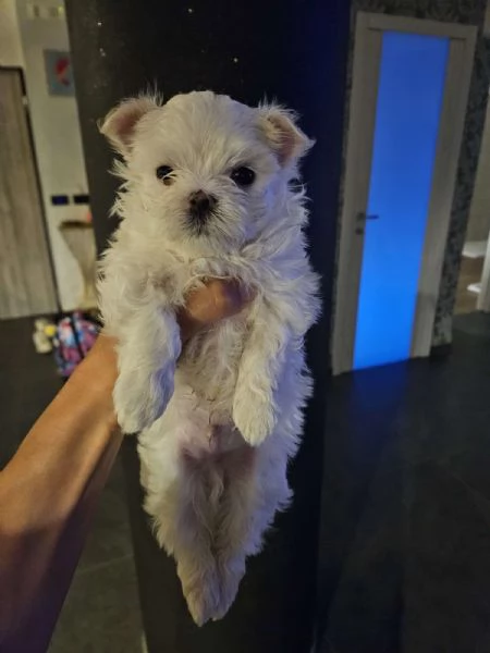 Cucciolo maschietto Maltese 