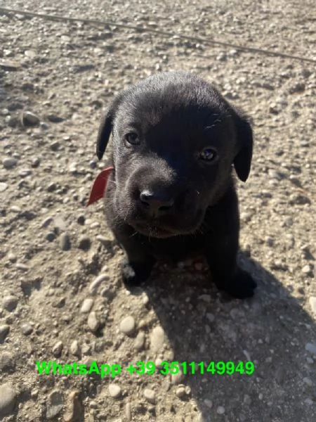 Adorabili cuccioli di Labrador, maschi e femmine | Foto 2