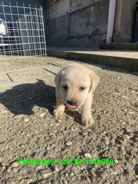 Adorabili cuccioli di Labrador, maschi e femmine | Foto 1