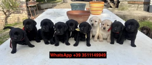 Adorabili cuccioli di Labrador, maschi e femmine