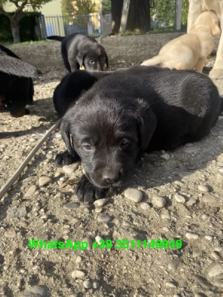 Adorabili cuccioli di Labrador, maschi e femmine | Foto 0