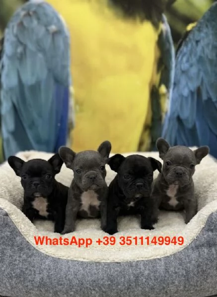 Adorabili cuccioli di bulldog francese (maschi e femmine)
