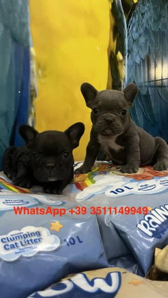 Adorabili cuccioli di bulldog francese (maschi e femmine) | Foto 2