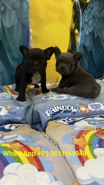 Adorabili cuccioli di bulldog francese (maschi e femmine) | Foto 1