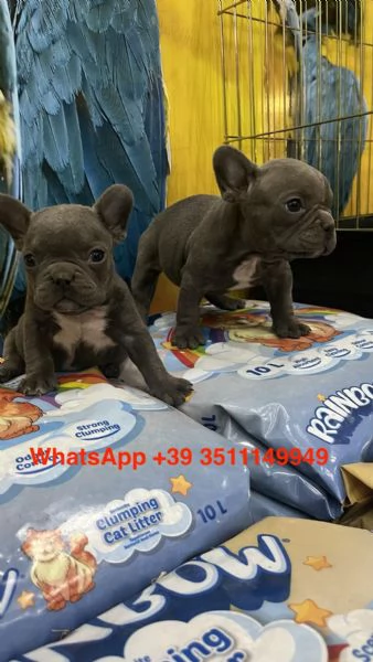 Adorabili cuccioli di bulldog francese (maschi e femmine) | Foto 0