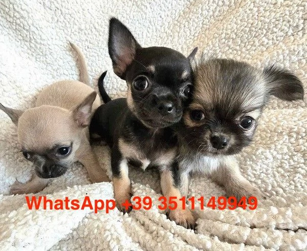 Adorabili cuccioli di chihuahua (maschi e femmine)