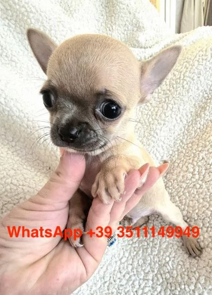 Adorabili cuccioli di chihuahua (maschi e femmine) | Foto 1