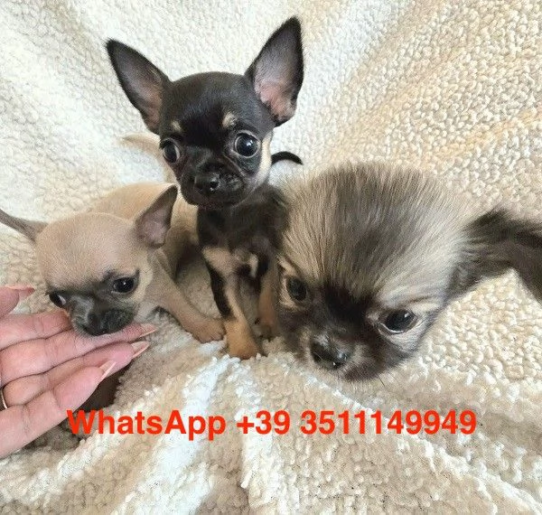 Adorabili cuccioli di chihuahua (maschi e femmine) | Foto 0