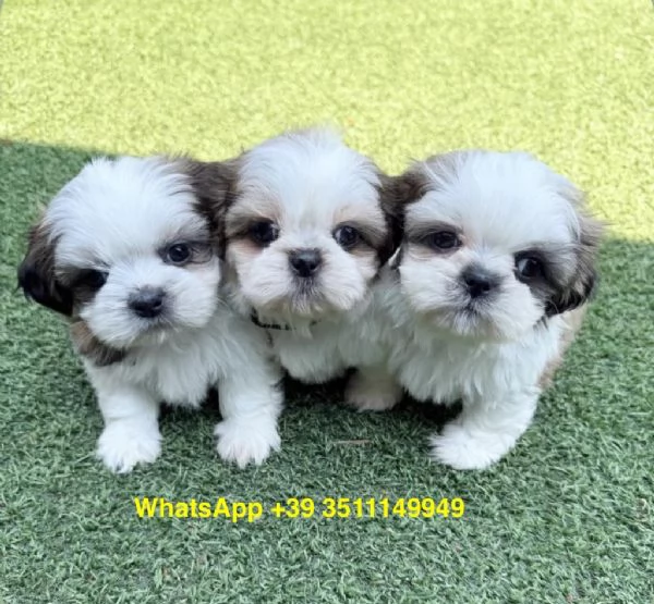 Adorabili cuccioli di Shih Tzu (maschi e femmine) | Foto 1