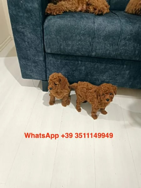 cuccioli di barboncino maschio e femmina | Foto 2