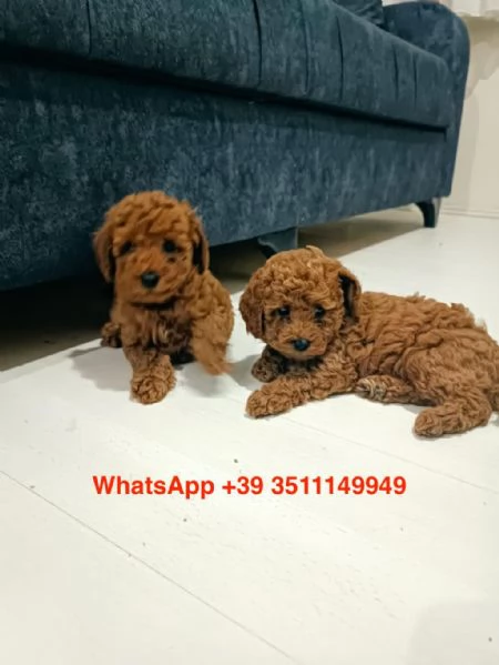 cuccioli di barboncino maschio e femmina | Foto 1