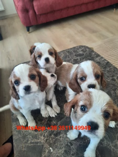 cuccioli di Cavalier King maschio e femmina