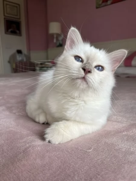 Gattina di razza Sacro di Birmania