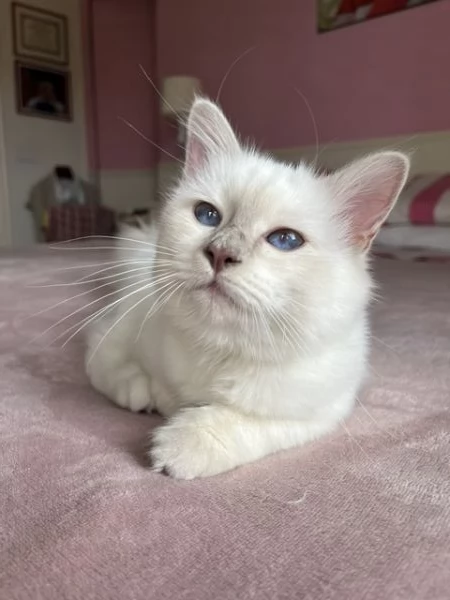 Gattina di razza Sacro di Birmania | Foto 1