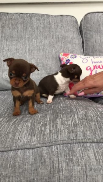 Cuccioli di Chihuahua. (Contatto via WhatsApp). | Foto 3