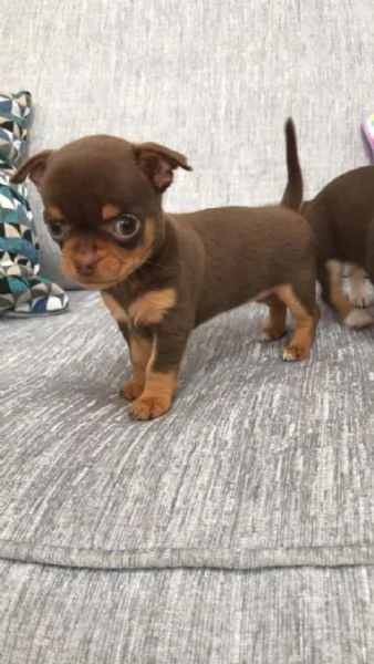 Cuccioli di Chihuahua. (Contatto via WhatsApp). | Foto 2
