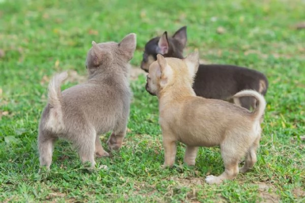Cuccioli di Chihuahua. (Contatto via WhatsApp). | Foto 1