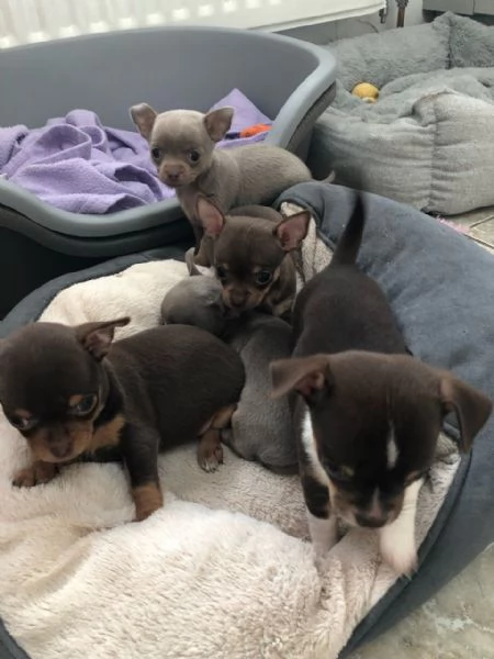 Cuccioli di Chihuahua. (Contatto via WhatsApp). | Foto 0