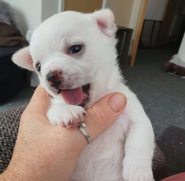 Cuccioli di Chihuahua. (Contatto via WhatsApp).