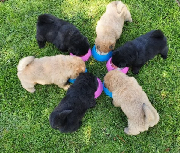 Cuccioli di Chow Chow. Repubblica Ceca. Solo contatto via WhatsApp. | Foto 4