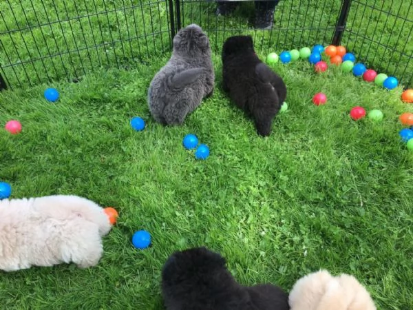 Cuccioli di Chow Chow. Repubblica Ceca. Solo contatto via WhatsApp. | Foto 3