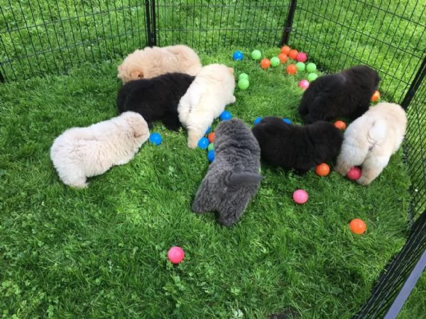 Cuccioli di Chow Chow. Repubblica Ceca. Solo contatto via WhatsApp. | Foto 2