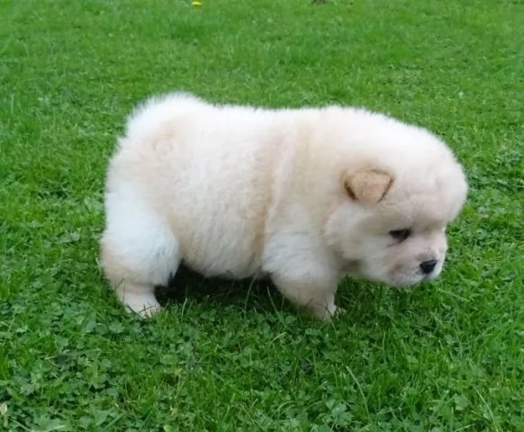 Cuccioli di Chow Chow. Repubblica Ceca. Solo contatto via WhatsApp. | Foto 1